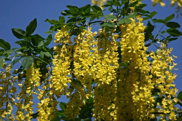 Laburnum Virágokkal Növény Természetben — Stock Fotó