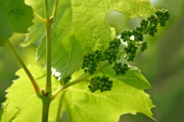 葡萄景观 葡萄酒葡萄藤种植 — 图库照片