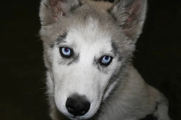 Husky Dog Háziállat — Stock Fotó