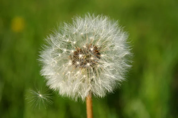 Löwenzahn Feld Wilde Pusteblume — Stockfoto