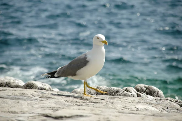 Scenic View Beautiful Cute Gull Bird — Stock Photo, Image