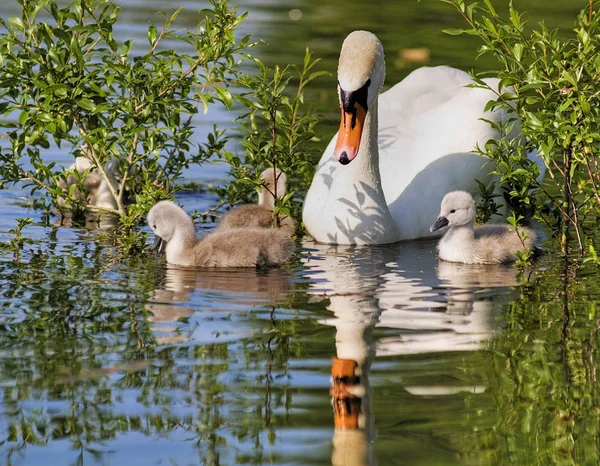 Scenic View Beautiful Bird Nature — Stock Photo, Image