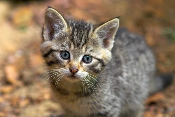 Gato Selvagem Felis Silvestris Jovem Animal — Fotografia de Stock