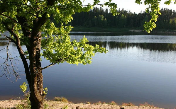 Noche Junto Lago — Foto de Stock