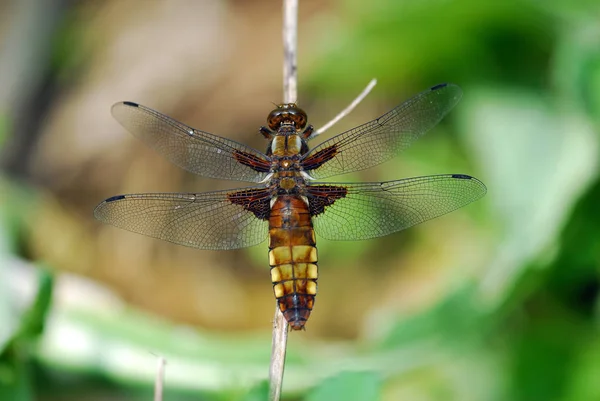 Insecte Libellule Petit Insecte Avec Des Ailes Dans Nature — Photo