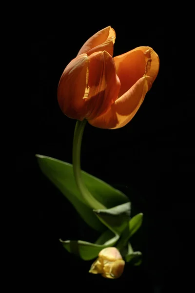 Schilderachtig Uitzicht Mooie Tulp Bloem — Stockfoto