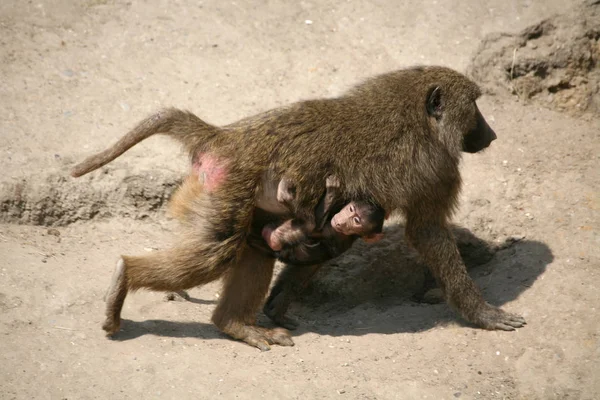 Dierlijke Thema Aap Natuur — Stockfoto