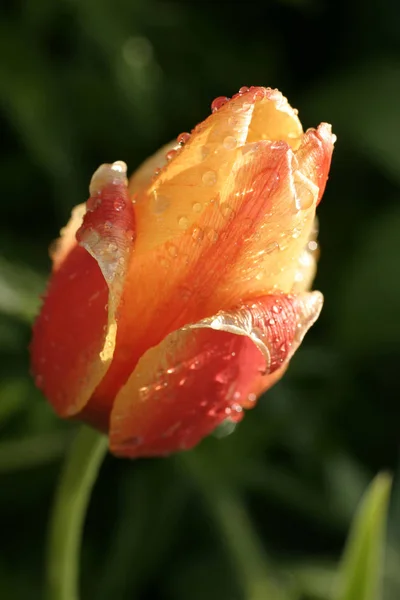 チューリップの花びら 春の植物 — ストック写真
