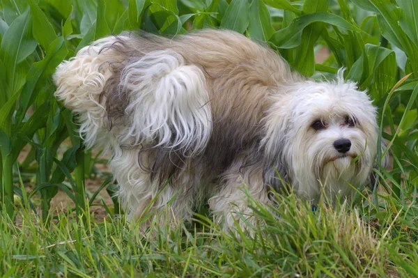 Beyaz Havan Köpeği Çimlerin Üzerinde — Stok fotoğraf