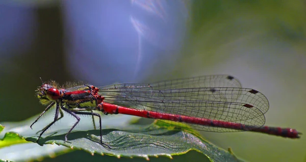 Odonata Libélula Flora Natureza — Fotografia de Stock