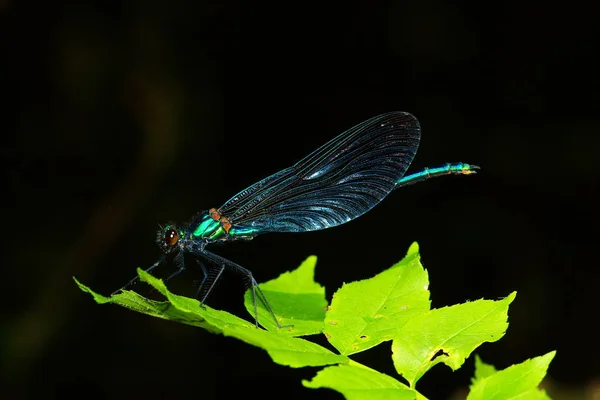 Vážný Hmyz Flóra Fauna — Stock fotografie