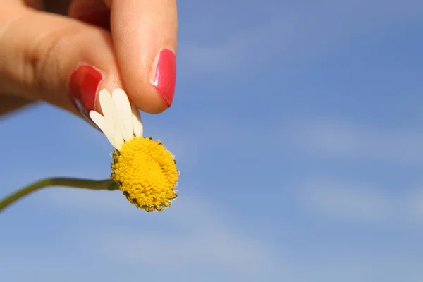 Mão Segurando Flor Amarela Fundo Céu Azul — Fotografia de Stock