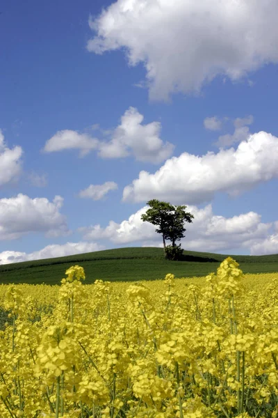 Boom Koolzaadveld — Stockfoto