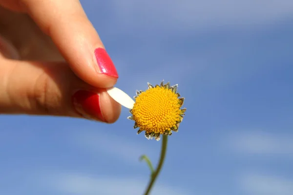 Ruka Drží Žlutý Květ Pozadí Modré Oblohy — Stock fotografie