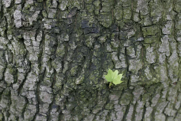 Liście Drzew Liście — Zdjęcie stockowe
