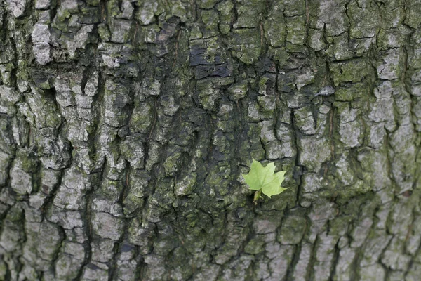 Bladeren Van Bomen Blad — Stockfoto