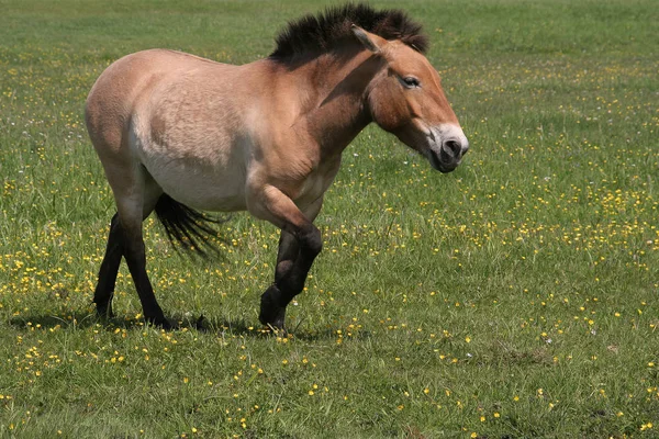 Cheval Dans Champ — Photo