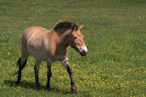 Pferd Tier Der Natur Fauna — Stockfoto
