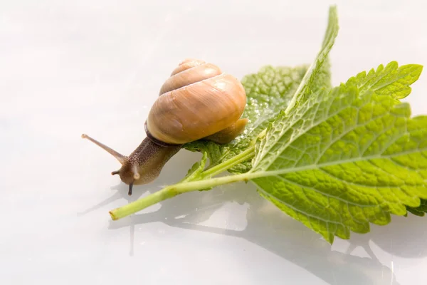 Helix Snail Mollusk Shell Animal — Stock Photo, Image