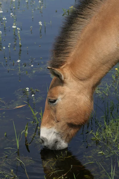 Horse Lake — Stock Photo, Image