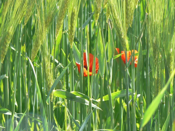 Agricultura Campo Rural Com Milho Crescimento — Fotografia de Stock