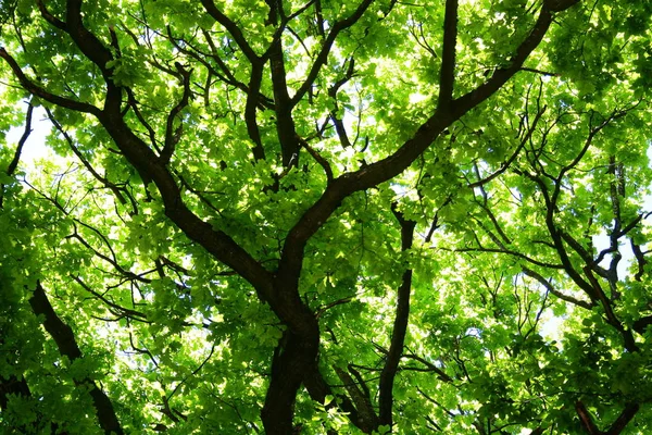 Close View Leaves Forest — Stock Photo, Image