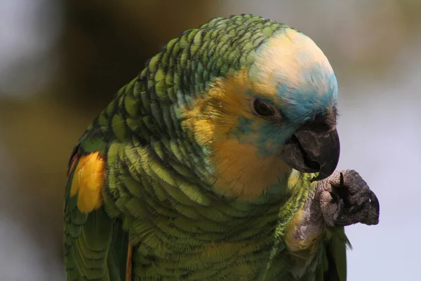 Schilderachtig Uitzicht Prachtige Papegaai Natuur — Stockfoto