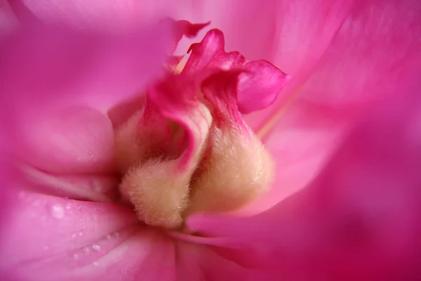 Piwonia Świeże Płatki Kwiatów Flora Ogrodowa — Zdjęcie stockowe