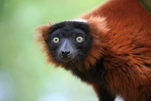 Rare Lemurs Still Madagascar — Stock Photo, Image