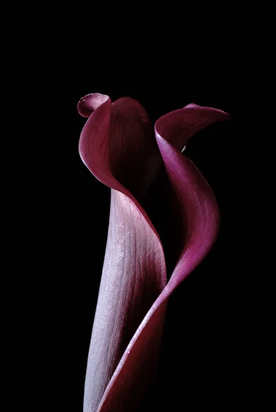 Schöne Blumen Blumiges Konzept Hintergrund — Stockfoto