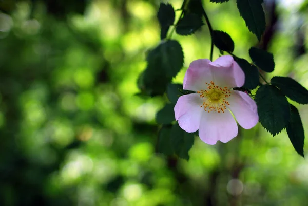 Vackra Blommor Blommigt Koncept Bakgrund — Stockfoto