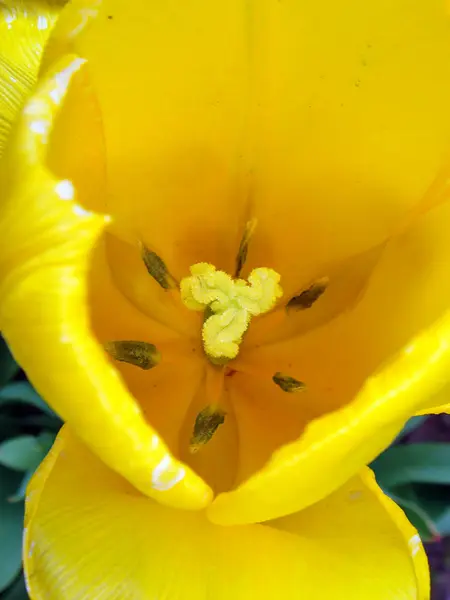 Tulipes Fleurs Pétales Flore Printanière — Photo