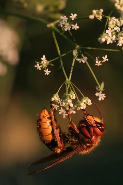 Närbild Insekter Naturen — Stockfoto