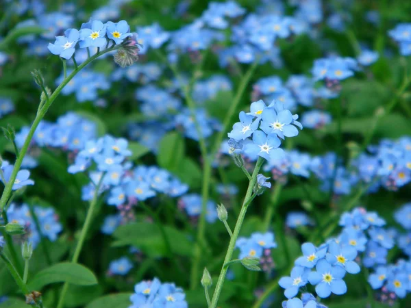 Natursköna Vackra Färgglada Glömma Mig Inte Blomma — Stockfoto