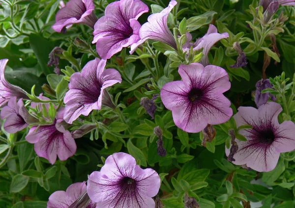 Schöne Blumen Blumiges Konzept Hintergrund — Stockfoto