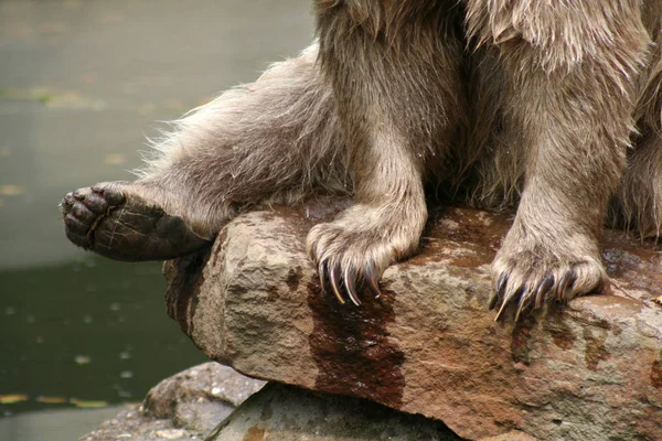 Primer Plano Los Animales Zoológico — Foto de Stock