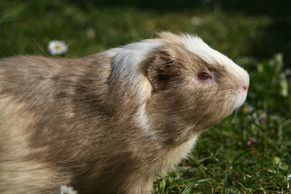 Hamster Animal Estimação Animal Estimação — Fotografia de Stock