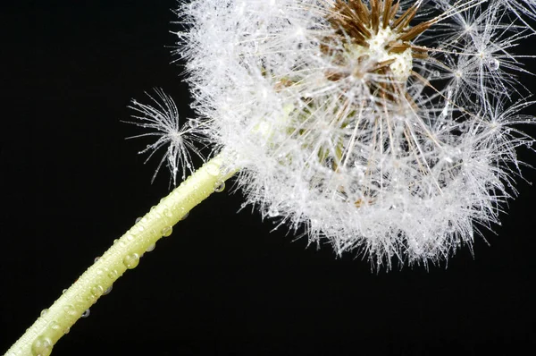 大自然のタンポポの花を間近で見られる — ストック写真