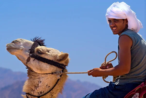 Suleimann Bedouin Chameau Sous Contrôle Facile Une Fois Tourné Quelques — Photo