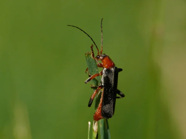 Vedere Închidere Insectelor Natură — Fotografie, imagine de stoc
