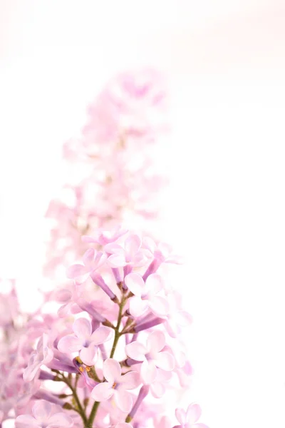 Весенние Цветущие Лилейники Флора — стоковое фото