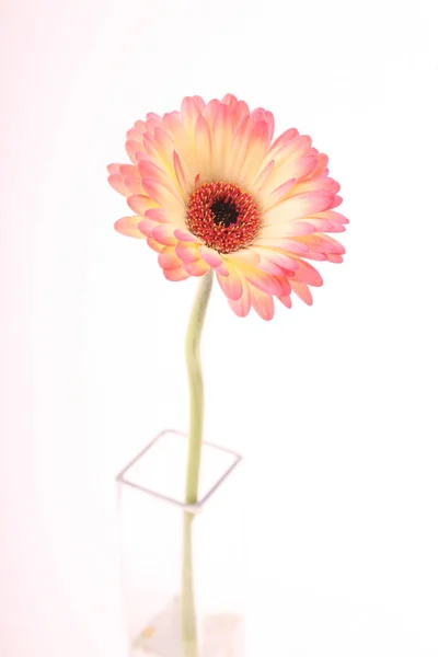 Gerbera Pétalas Flores Flora — Fotografia de Stock