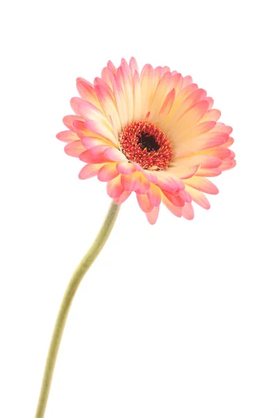 Gerbera Bloemblaadjes Flora — Stockfoto