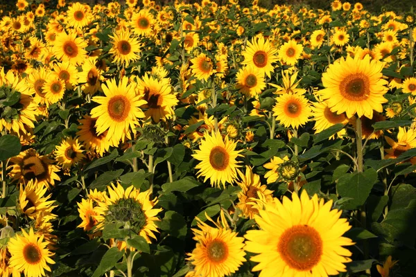 Tournesols Dans Les Champs — Photo