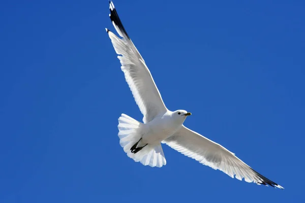 美丽可爱的海鸥鸟风景 — 图库照片