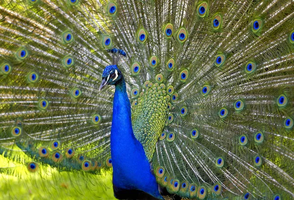 Modrý Páv Pavo Cristatus Druh Čeledi Bažantovitých Phasianidae Pávi Jsou — Stock fotografie