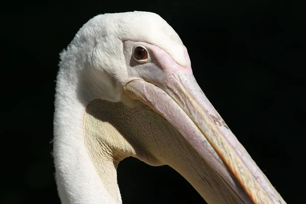 Vista Cênica Bela Pelicano Natureza — Fotografia de Stock