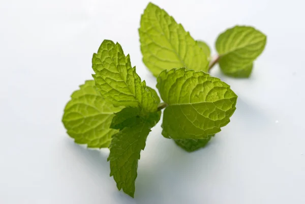 Fresh Mint Leaves White Background Stock Image