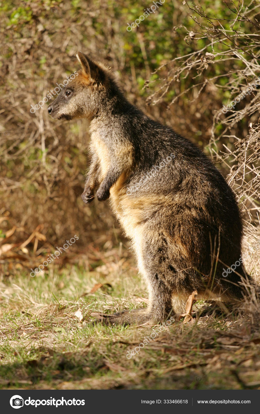 Милое Животное Кенгуру Австралийское Млекопитающее стоковое фото ...