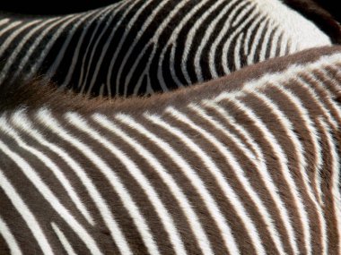 striped zebra animal, mammal clipart